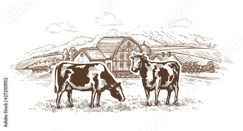 Dairy farm. Cows graze in the meadow. Rural landscape, village vintage sketch