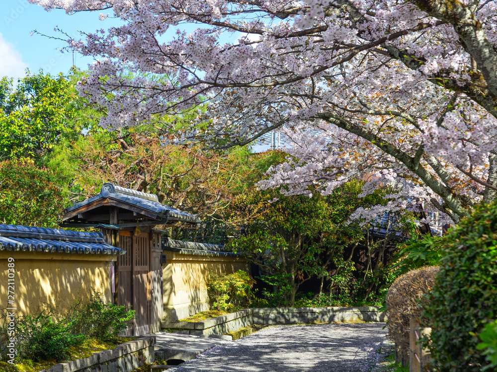 Cherry blossom (sakura) in Kyoto, Japan Cherry blossom (sakura) in Kyoto, Japan