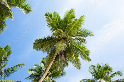 Coconut Palm Trees Anse Marie-Loise, Mahe Island, Seychelles