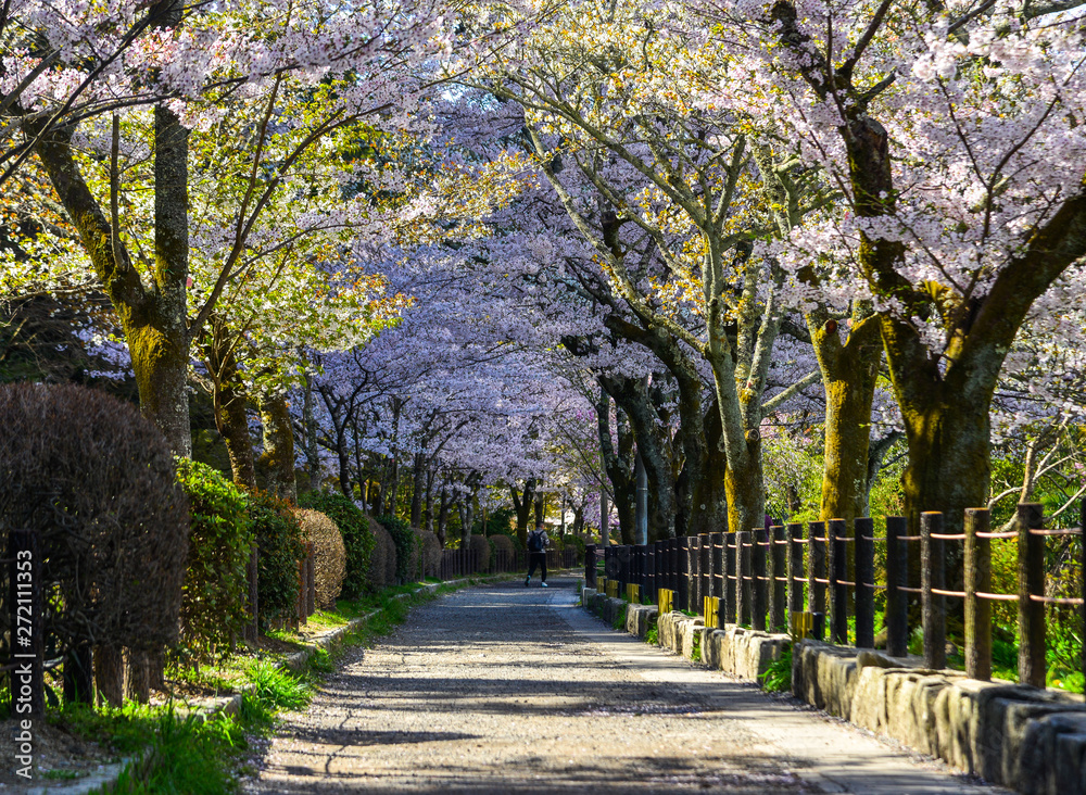 Cherry blossom (sakura) in Kyoto, Japan