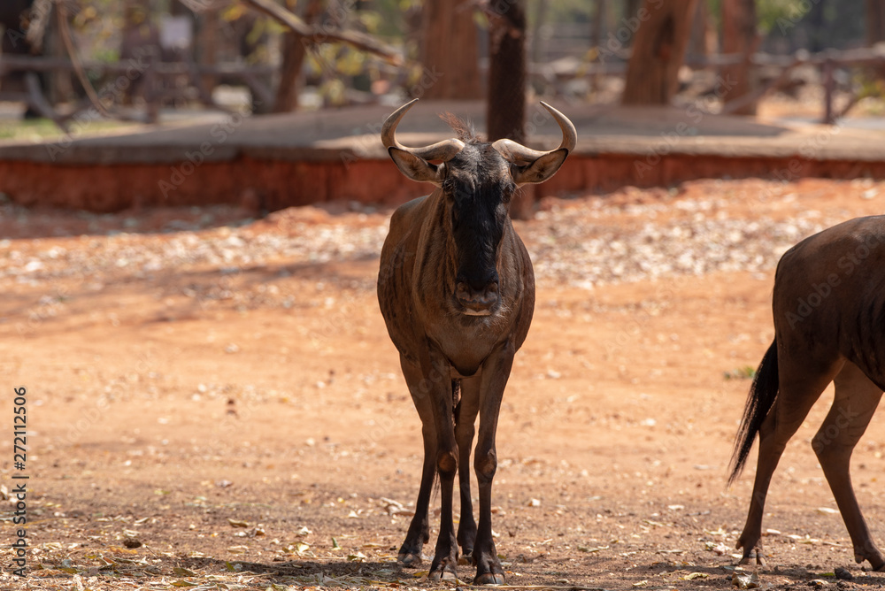 Fototapeta premium Wildebeest considered a large antelope,standing on red soil.