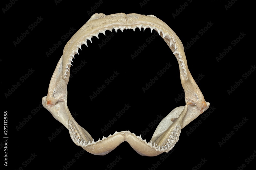 Obraz premium Mascella di squalo