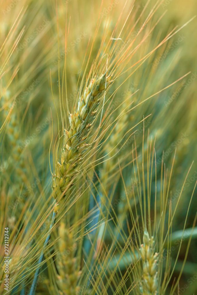 Magnificent ears of elite barley in the field. Advertising of fertilizers for farmers, agro-companies and agro-holdings Magnificent ears of elite barley in the field. Advertising of fertilizers for farmers, agro-companies and agro-holdings