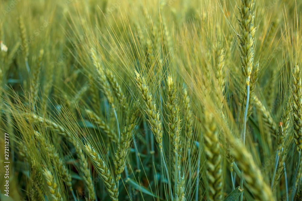 Magnificent ears of elite barley in the field. Advertising of fertilizers for farmers, agro-companies and agro-holdings Magnificent ears of elite barley in the field. Advertising of fertilizers for farmers, agro-companies and agro-holdings