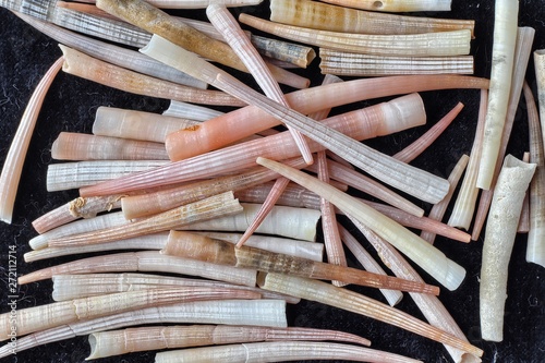 Conchiglie del genere Dentalium