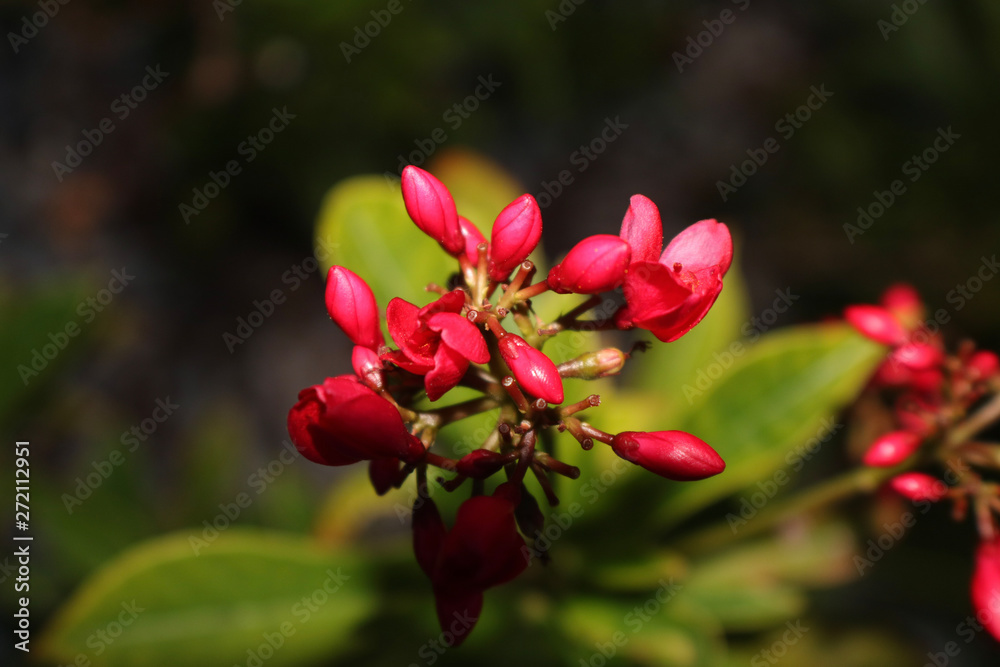 red n green always go together like Christmas