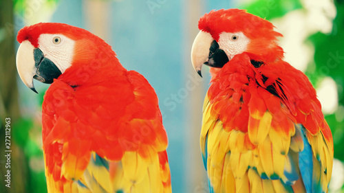 Colorful parrot © Sali