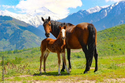 mare with a little foal in the beautiful mountains with snowy peaks