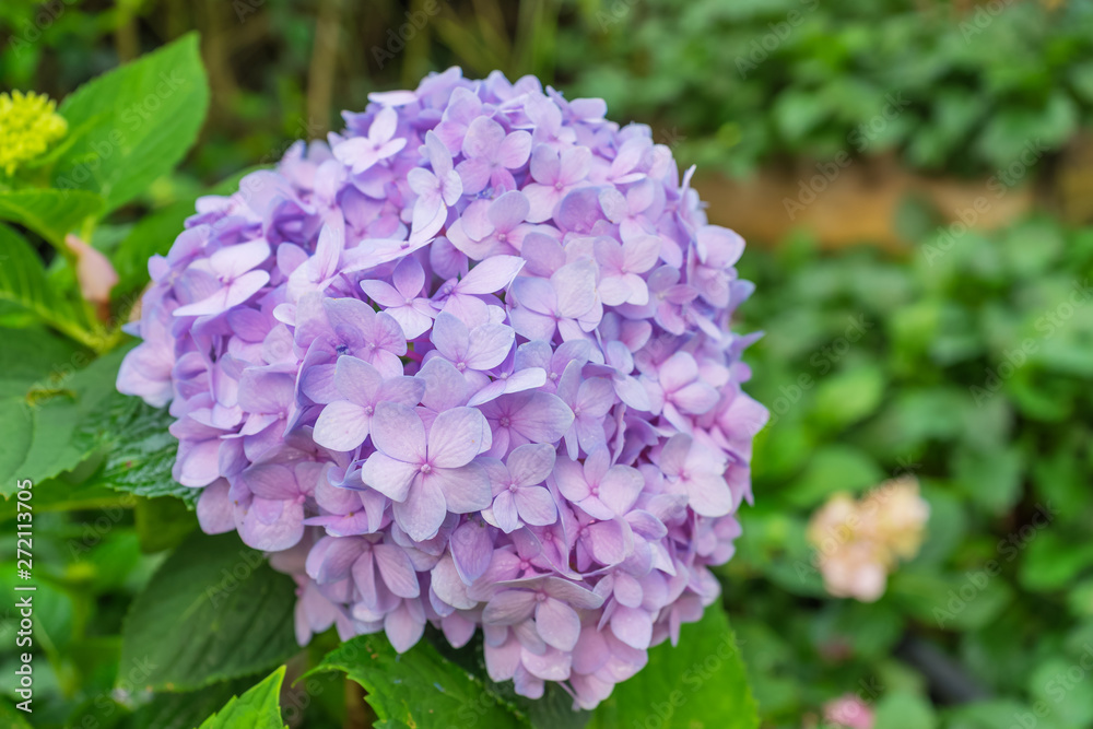 Beautiful flowers colorful In spring garden Beautiful flowers colorful In spring garden