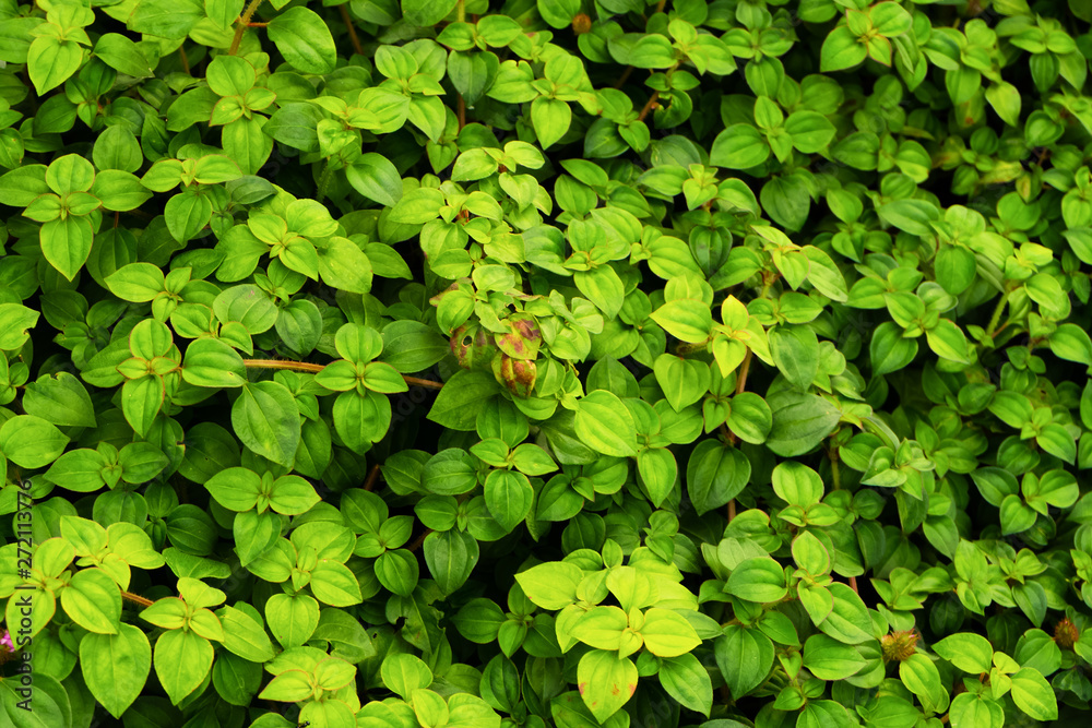 custom made wallpaper toronto digitalgreen leaves background in spring season