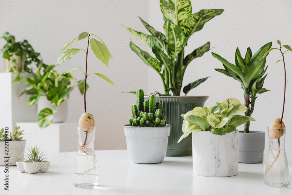 Stylish and botany composition of home interior garden filled a lot of plants in different design, elegant pots and avocado plants in glass bottles on the white table. Spring green blossom. Template. Stylish and botany composition of home interior garden filled a lot of plants in different design, elegant pots and avocado plants in glass bottles on the white table. Spring green blossom. Template.