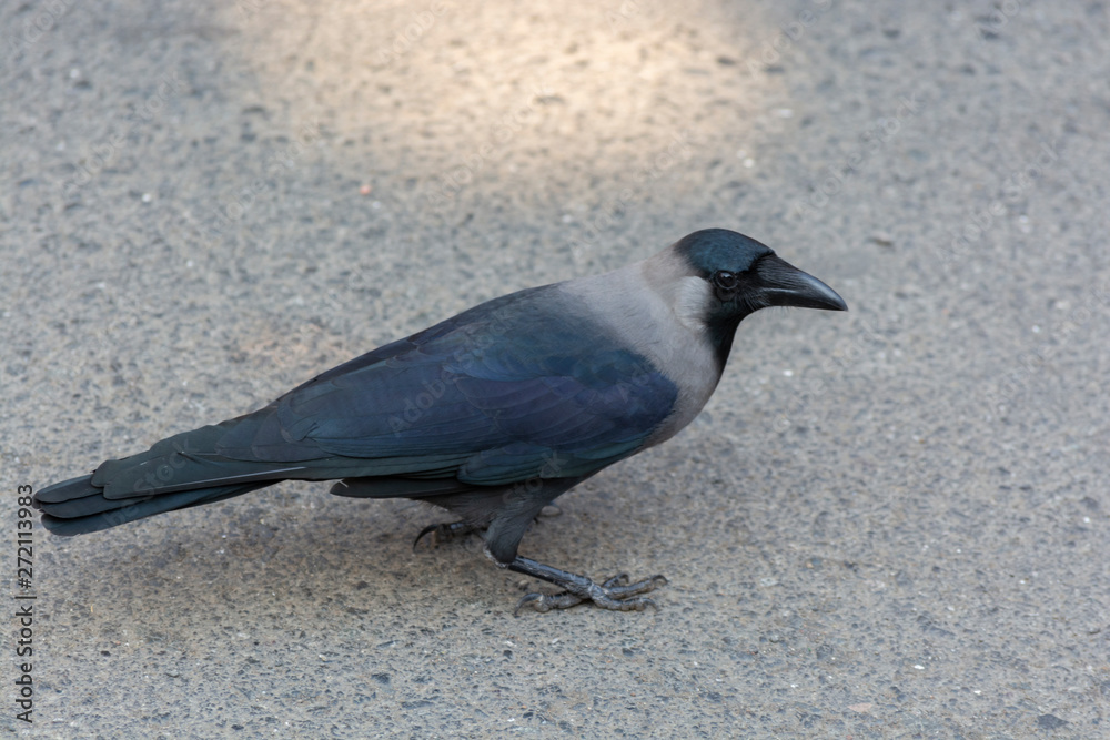 Obraz premium black indian Crow Kauaa