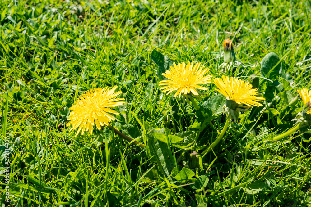 green spring lawn with dandelion flowers and daisies