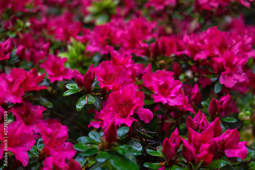 Fototapeta premium pink flowers of Rhododendron, Azalea as nature background.