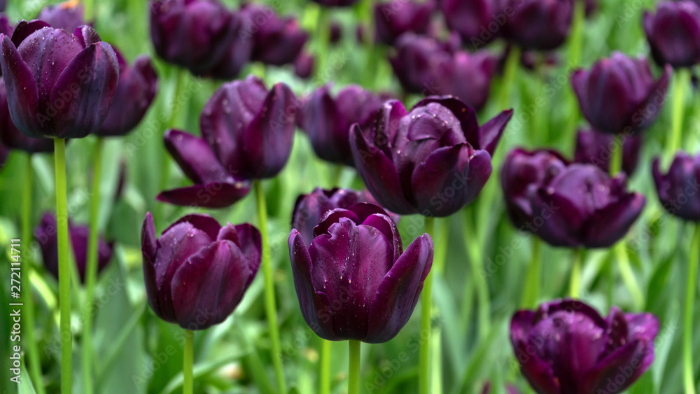 Dark Purple Tulip flowers in spring garden. Dark Purple Tulip flowers in spring garden.