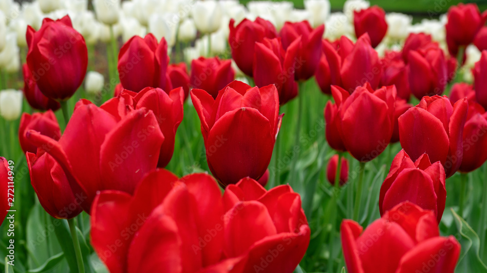beautiful red Tulip flowers in spring garden. beautiful red Tulip flowers in spring garden.