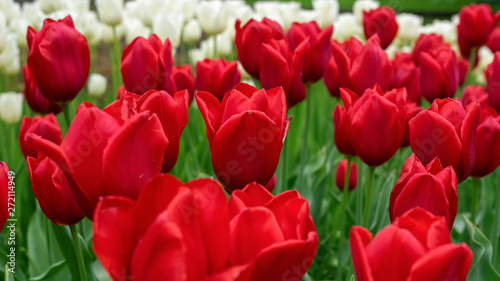 beautiful red Tulip flowers in spring garden.