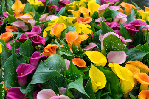Photos multicoloured yellow, pink orange, purple calla flowers as background