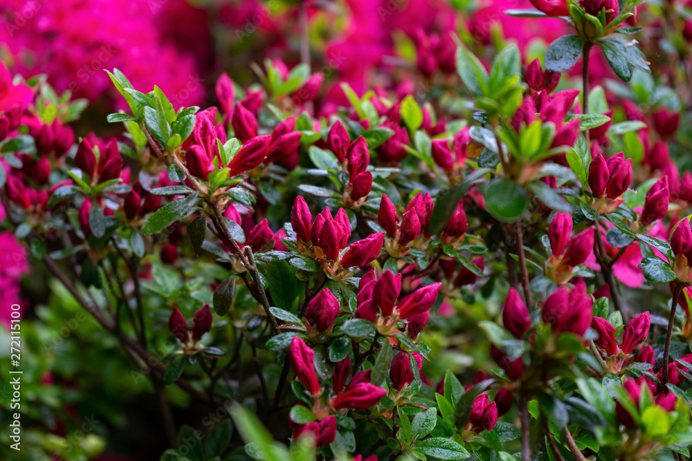 pink flowers of Rhododendron, Azalea in buds as nature background. pink flowers of Rhododendron, Azalea in buds as nature background.
