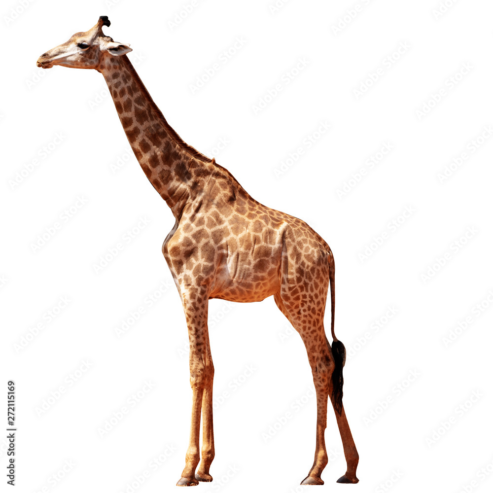 giraffe Isolated on the white background