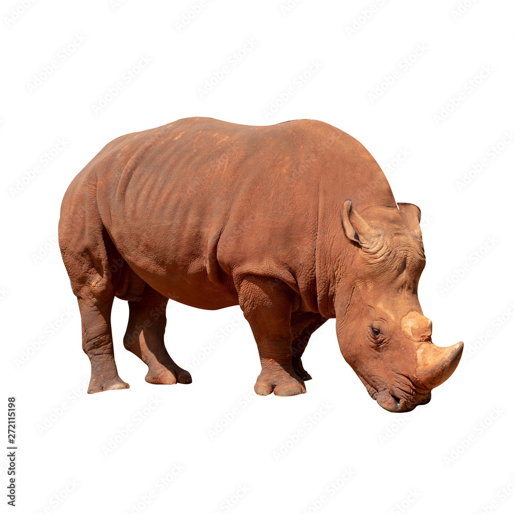 White rhino Isolated from the white background. White rhino Isolated from the white background.