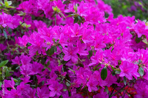 pink flowers of Rhododendron  Azalea as nature background.