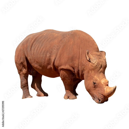 White rhino Isolated from the white background.
