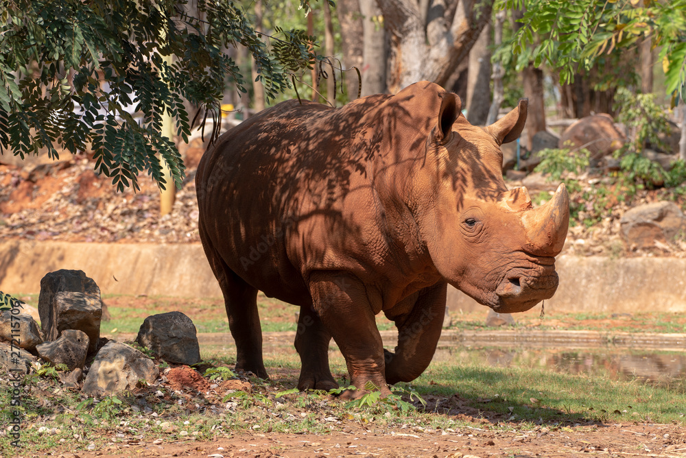 White rhinoceros is eating food. White rhinoceros is eating food.