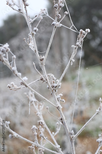 Flowers, twings, fence with spider webs covered in frost. © Niliane Pierok