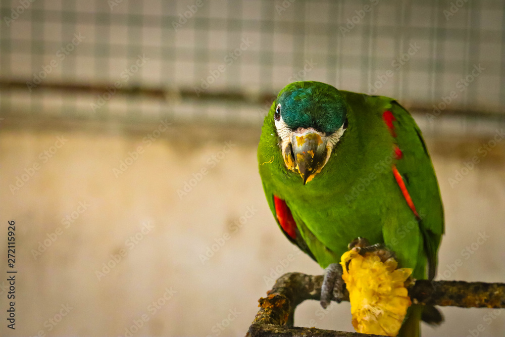 Obraz premium chestnut fronted macaw is eating corn.