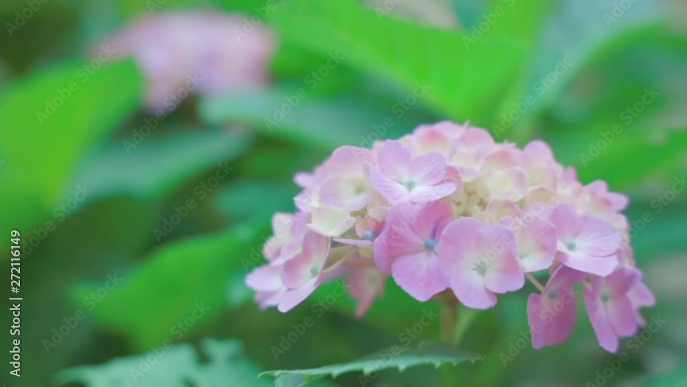 瑞々しい紫陽花の花と新緑の葉 瑞々しい紫陽花の花と新緑の葉