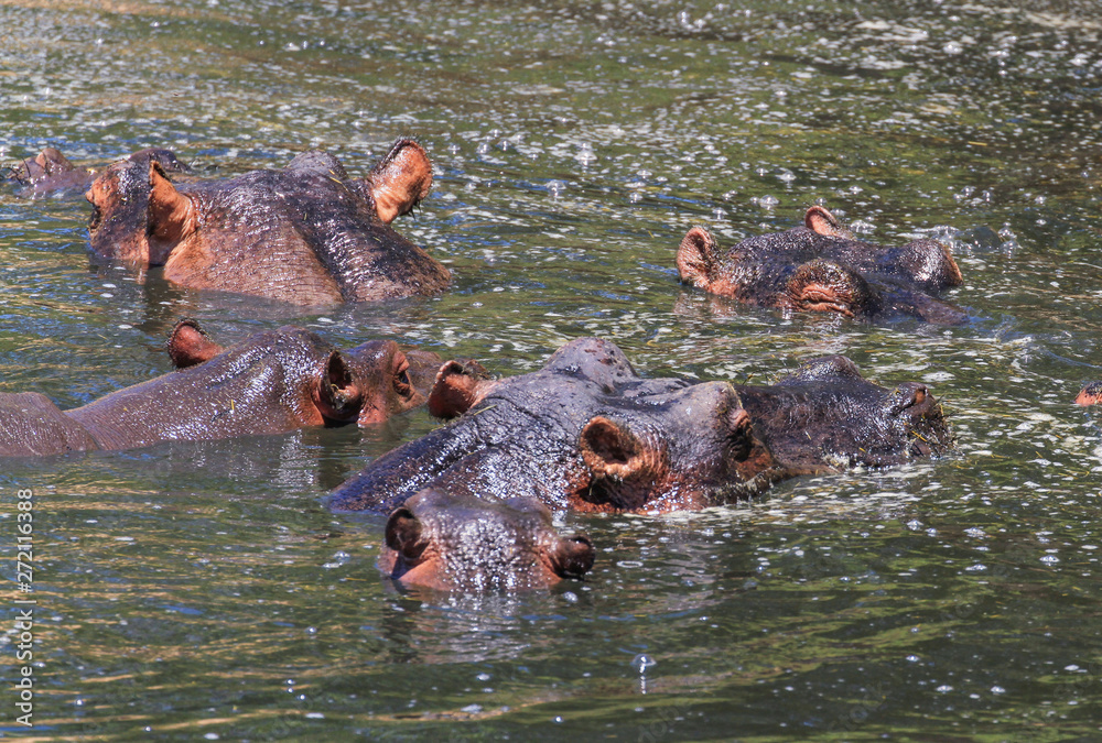 Fototapeta premium Five Hippopotamus Hippopotamus amphibius hippo heads above water hairy ears submerged Mara river Masai Mara Reserve Kenya East Africa