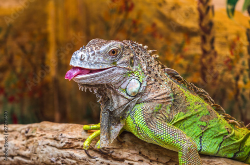 Beautiful exotic iguana shows tongue