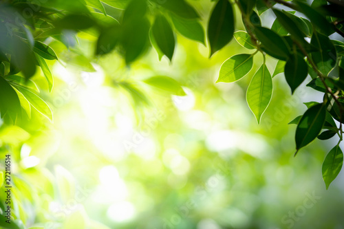 Natural green background with selective focus