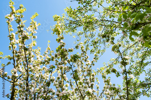 apple orchard in bloom in spring under the sun and blue sky © JPchret