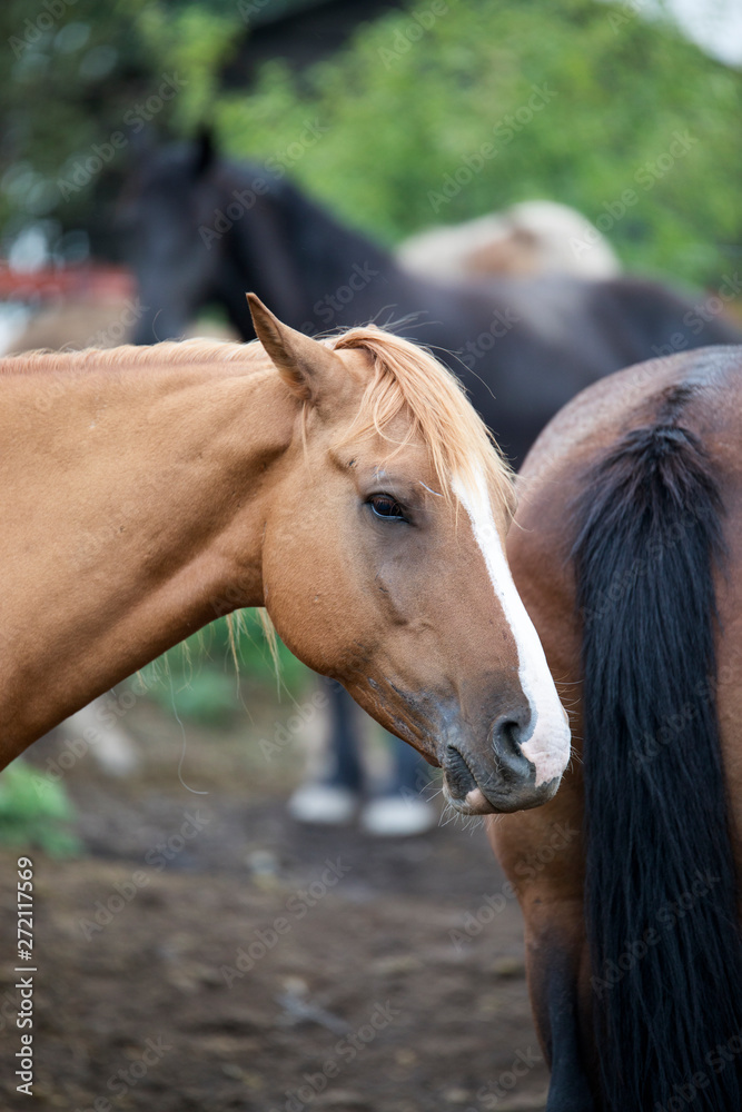 Obraz premium red horse - 1