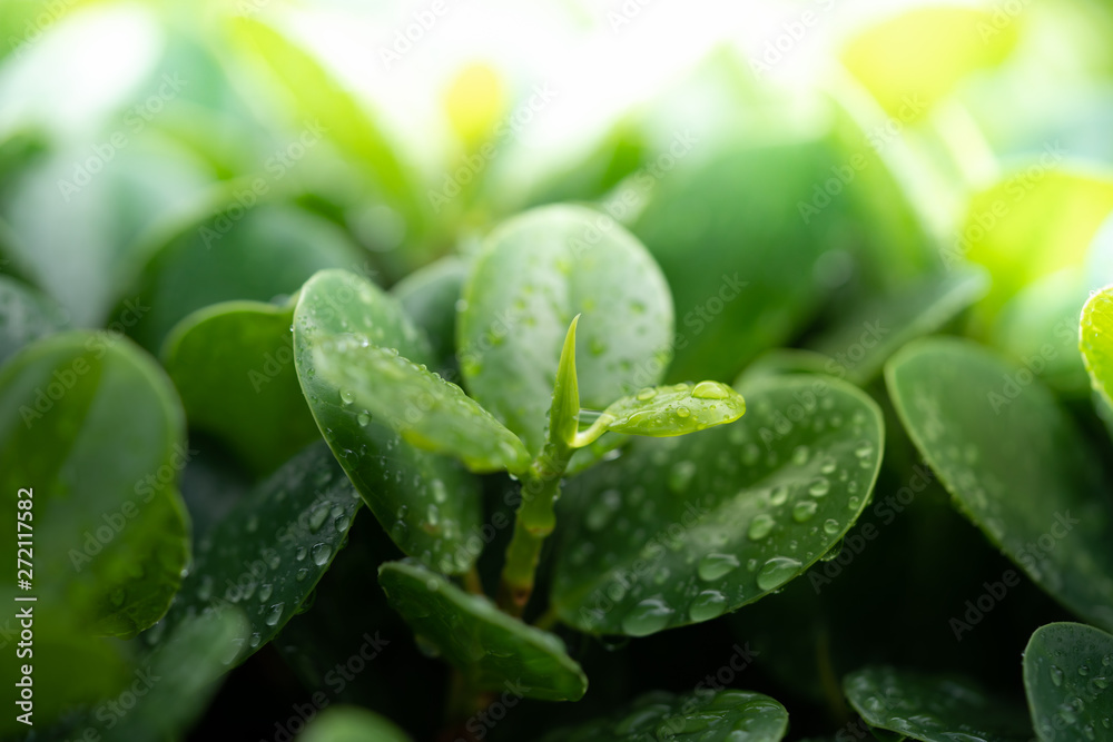 Water drops on green leaf for nature and freshness background Water drops on green leaf for nature and freshness background