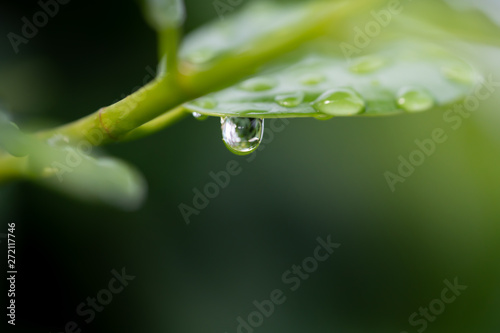 Water drops on green leaf for nature and freshness background