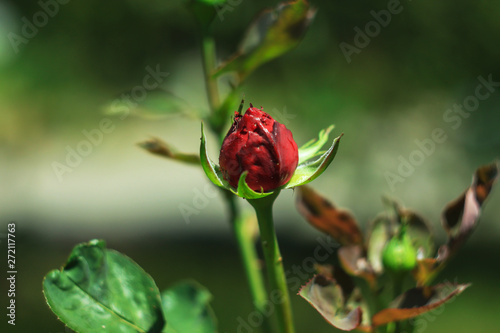 Red roses, flowers for Valentine's Day, a gift, a bouquet of red roses on March 8, beautiful flowers in the summer field