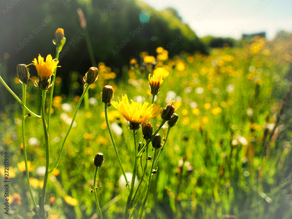 Obraz premium Pure Entspannung auf der Schwäbischen Alb mit bunten Blümchen