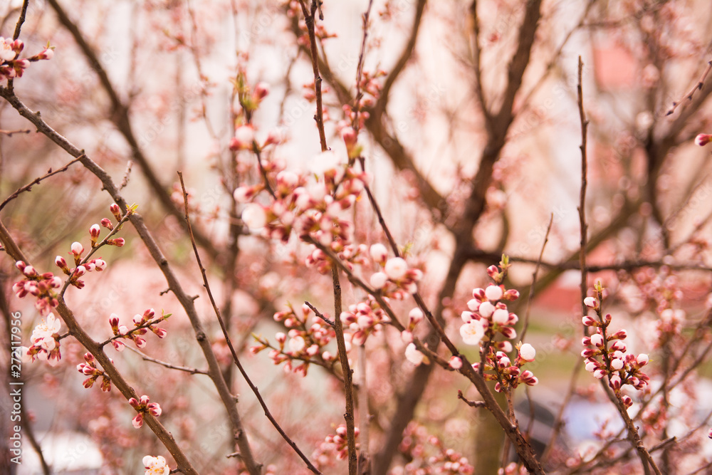 spring flowers on the trees against the sky spring flowers on the trees against the sky