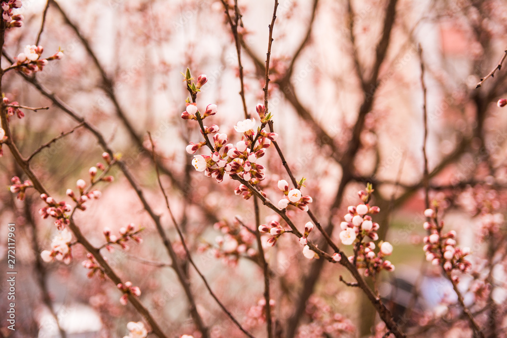 spring flowers on the trees against the sky spring flowers on the trees against the sky