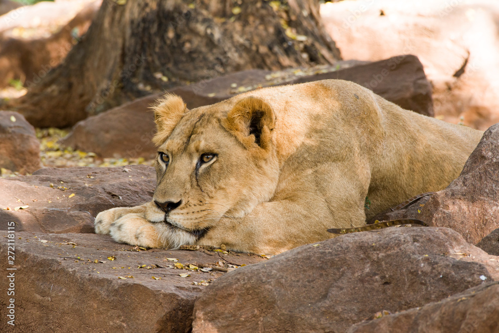 The female lion is relaxation on the rock. The female lion is relaxation on the rock.