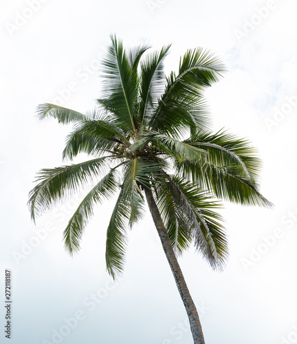 Coconut Palm Tree Against Sky