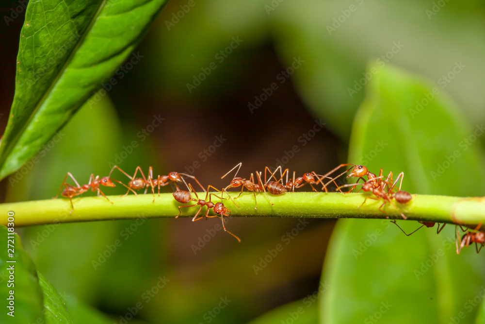 Fototapeta premium Close up red ant on stick tree in nature at thailand