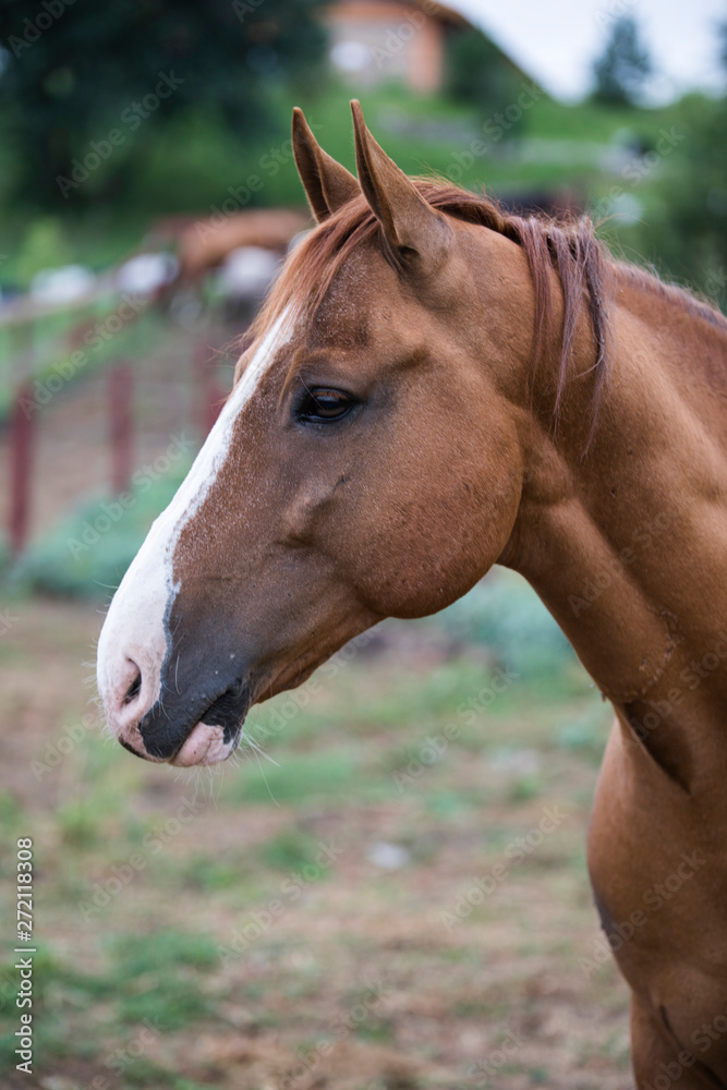 Fototapeta premium red horse - 4