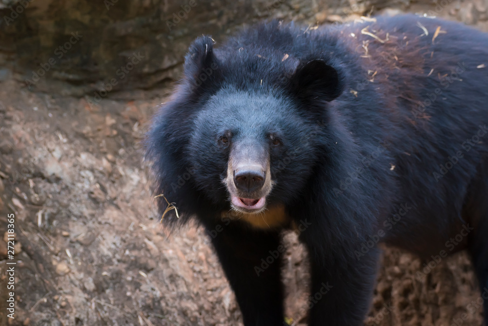 Asiatic black bear, Live in the forest with abundant and cool weather,In East Asia. Asiatic black bear, Live in the forest with abundant and cool weather,In East Asia.