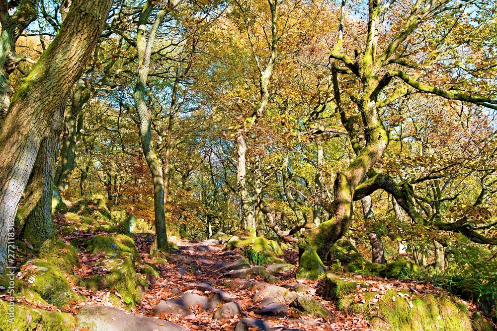 Fototapeta premium Manmade pathway through Padley Gorge, Grindleford, Derbyshire