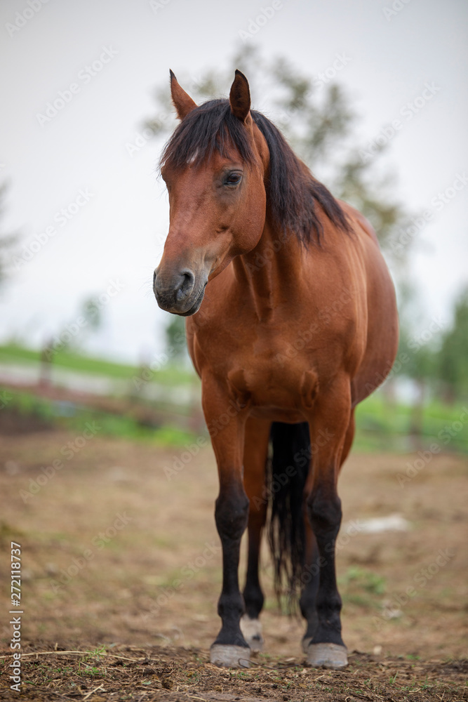 Obraz premium arabian stallion