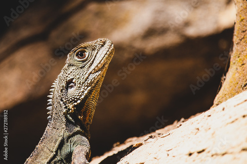 iguana on rock © Jacob